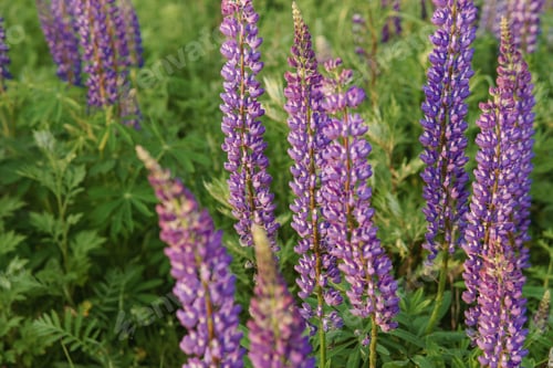 Preview: photos of lupine flowers in nature