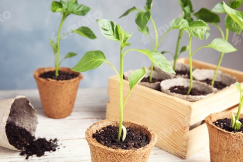 Preview: Vegetable seedlings in peat pots on wooden table against blue background