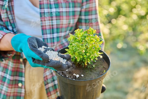 Preview: Close-up of granulated mineral fertilizer and boxwood bush in pot in hands of woman