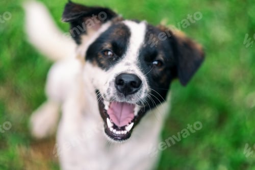 Preview: A dog looking at the camera while sitting on green grass