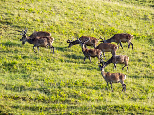 Preview: Wild male deers in the highlands of Scotland