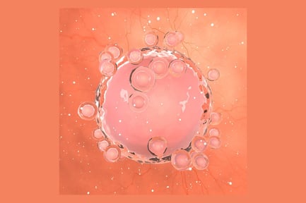 Visualização: Célula-óvulo humano não fertilizado com Corona Radiata