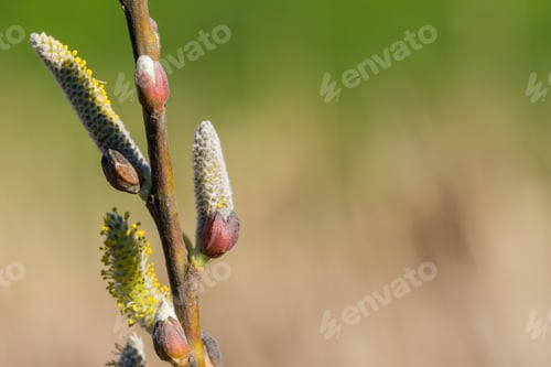 Preview: Willow catkin the first spring messenger on a blurred background, California