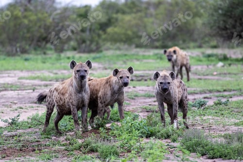 Preview: A clan of hyenas, Crocuta crocuta, stand together, direct gaze, ears forward, greenery background