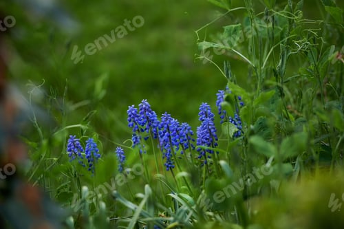 Preview: Flowers in our garden