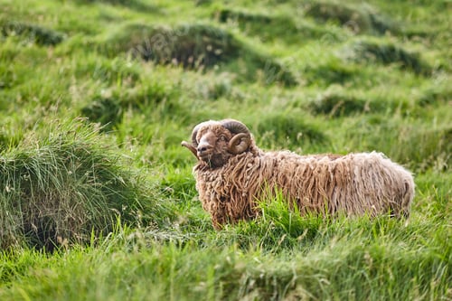 Preview: Sheep grazing on Faroe islands countryside. Farm animal