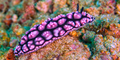 Preview: Sea Slug, Lembeh, Indonesia