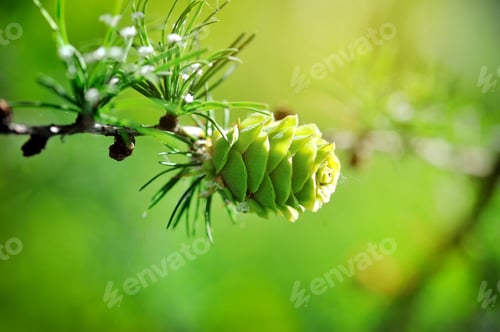 Preview: Young cone of larch tree in sunlight
