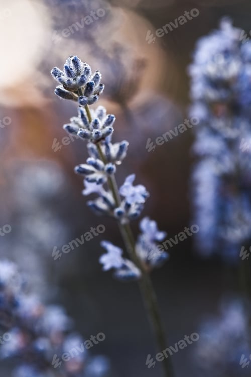 Preview: Delphinium blue grows in the garden. Double delphinium blue flower. Delphinium Blue Dawn