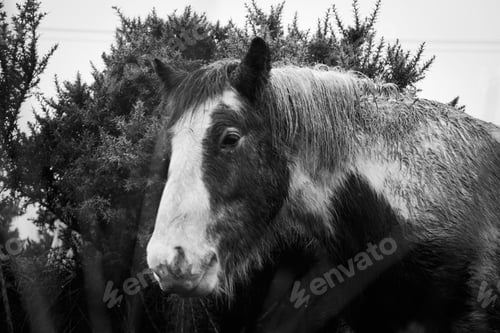 Preview: Black and white shot of a majestic horse standing with an array of trees in the backdrop