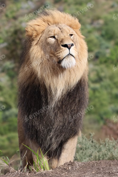 Preview: Lion (Panthera Leo) close up view