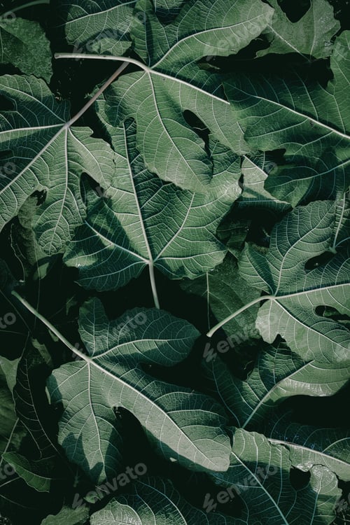 Preview: closeup of fig leaves - texture