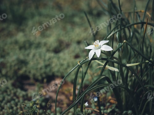 Preview: Spring flowering trees. Little leaves. Buds and flowers on a branch. Macro. The fragrance of nature
