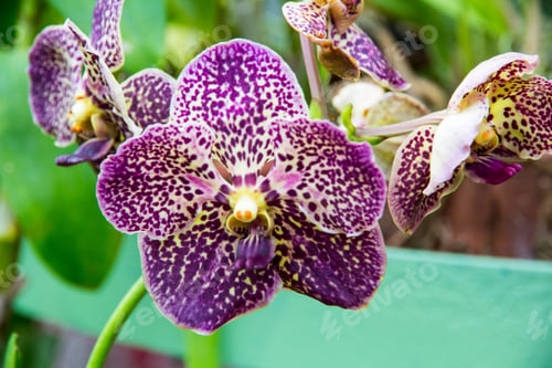 Preview: Purple Orchid Blooms in Close-Up Detail