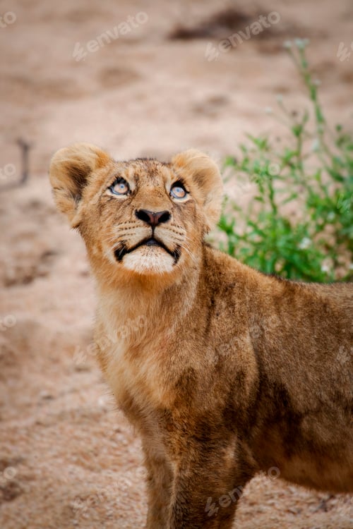 Preview: A lion cub, Panthera leo, stands in sand, looking up out of frame, glossy eyes
