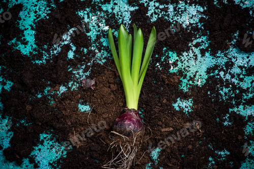 Preview: Hyacinth bulb on losse soil overhead