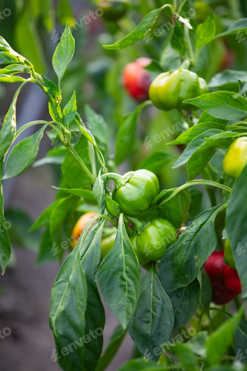Preview: Pepper plant growing in a vegetable garden in the yard.