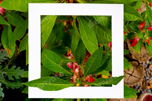 Preview: creative idea of exotic flowers pattern with copy space made of square frame flat lay f