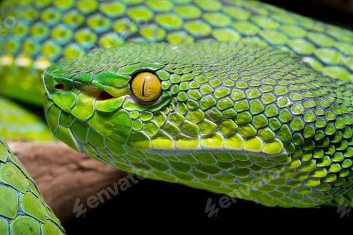 Preview: Tree pit viper isolated on white background