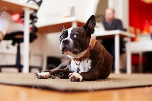 Preview: Portrait of curious dog lying on rug in an office