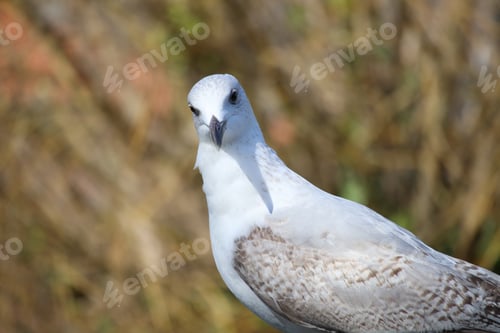 Preview: Close-Up Shot of a Seagull Against Natural Blurry Background