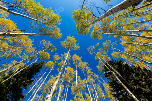 Preview: wide angle view looking up at autumn aspens