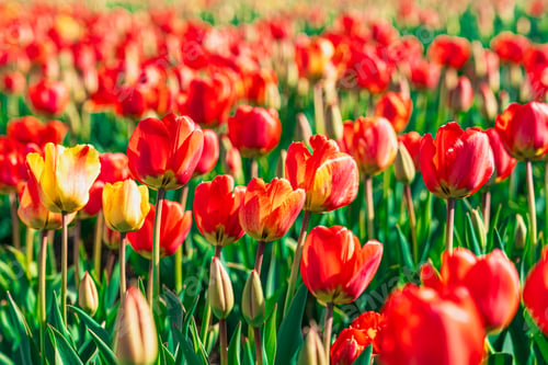 Preview: Breathtaking Landscape of Endless Red and Yellow Tulip Field in the Netherlands