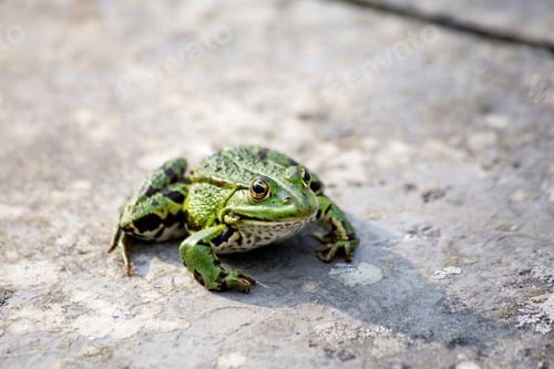 Preview: Common water frog on a wall