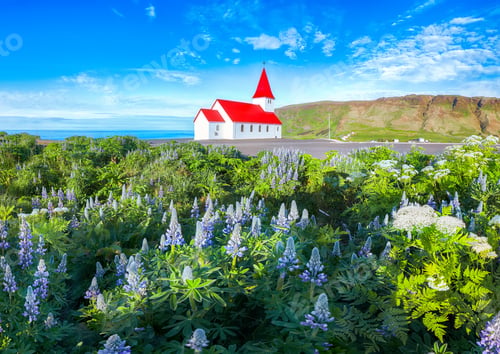 Preview: Ramarkable view of Vikurkirkja christian church in blooming lupine flowers.