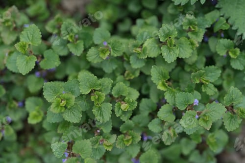 Preview: Green leaves plants background. Vibrant foliage