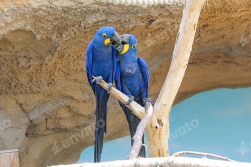 Preview: bird, parrot, Scarlet, Macaw