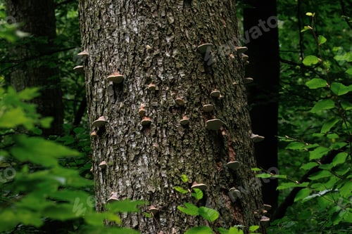 Preview: Closeup of Rot fungi growing on a tree trunk in green forest