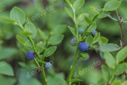 Preview: Bilberry