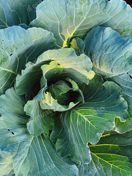 Preview: Cabbage closeup. freshly growing cabbage field, cabbage harvest concept. Toned with color filter and