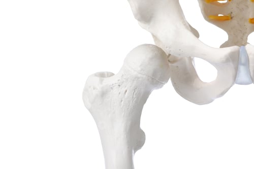 Preview: Artificial human skeleton model isolated on white, closeup