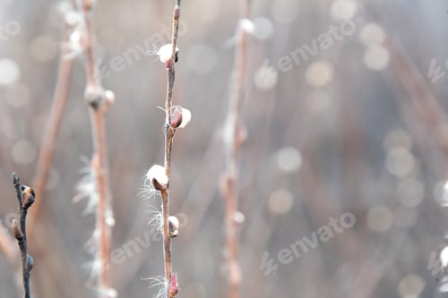 Preview: Dry Bulrush On A Field On A Winter Day