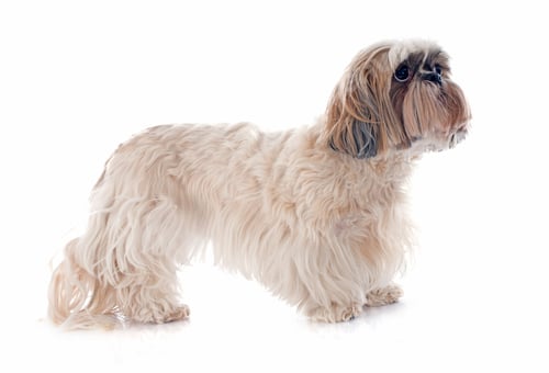 Preview: Shih Tzu