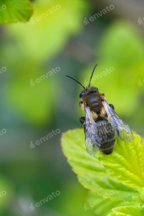 Preview: Vertical closeup on a female Chocolate mining bee, Andrena scotica sitting in green vegetation