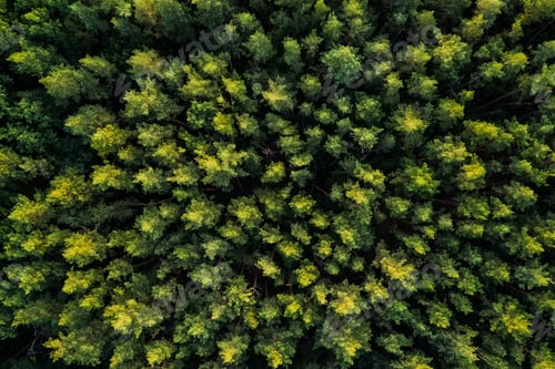 Preview: Aerial view of pinewood