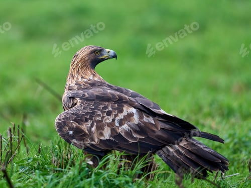 Preview: Golden eagle (Aquila chrysaetos)
