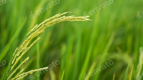 Preview: green paddy rice on field blurred background