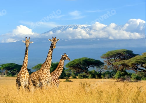 Preview: Three giraffe on Kilimanjaro mount background in National park o