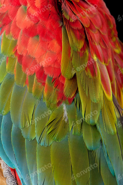 Preview: Green-winged Macaw - Ara chloropterus (18 months)