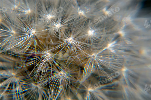 Preview: Dandelion close up. Dandelion in the center of the photo