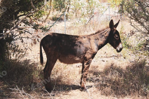 Preview: Closeup shot of a cute donkey standing on the dry grass in the field in San Teodoro, Sardinia