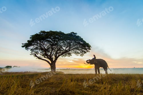 Preview: Elephant at sunrise in Thailand