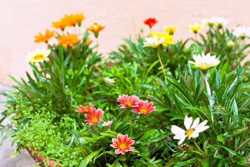 Preview: multicolored flowerbed on a street