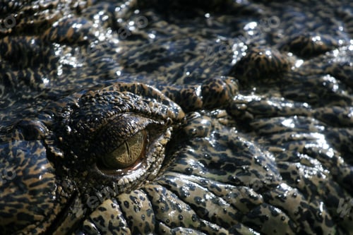 Preview: Crocodille Eye