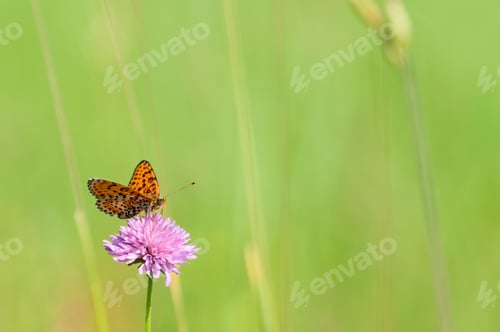 Preview: Butterfly on Pink Flower