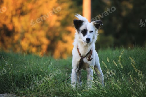 Preview: Cute white dog in a garden